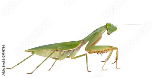 Female Praying Mantis, Rhombodera Basalis © Eric Isselée