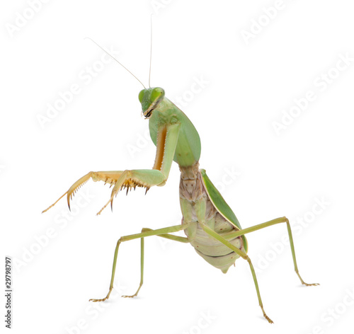 Female Praying Mantis, Rhombodera Basalis photo