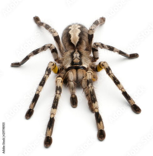 Tarantula spider, Poecilotheria Fasciata