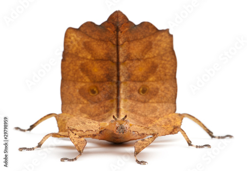 Phyllium Westwoodii, a leaf insect
