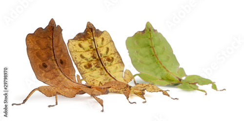 Phyllium Westwoodii, three leaf insects photo