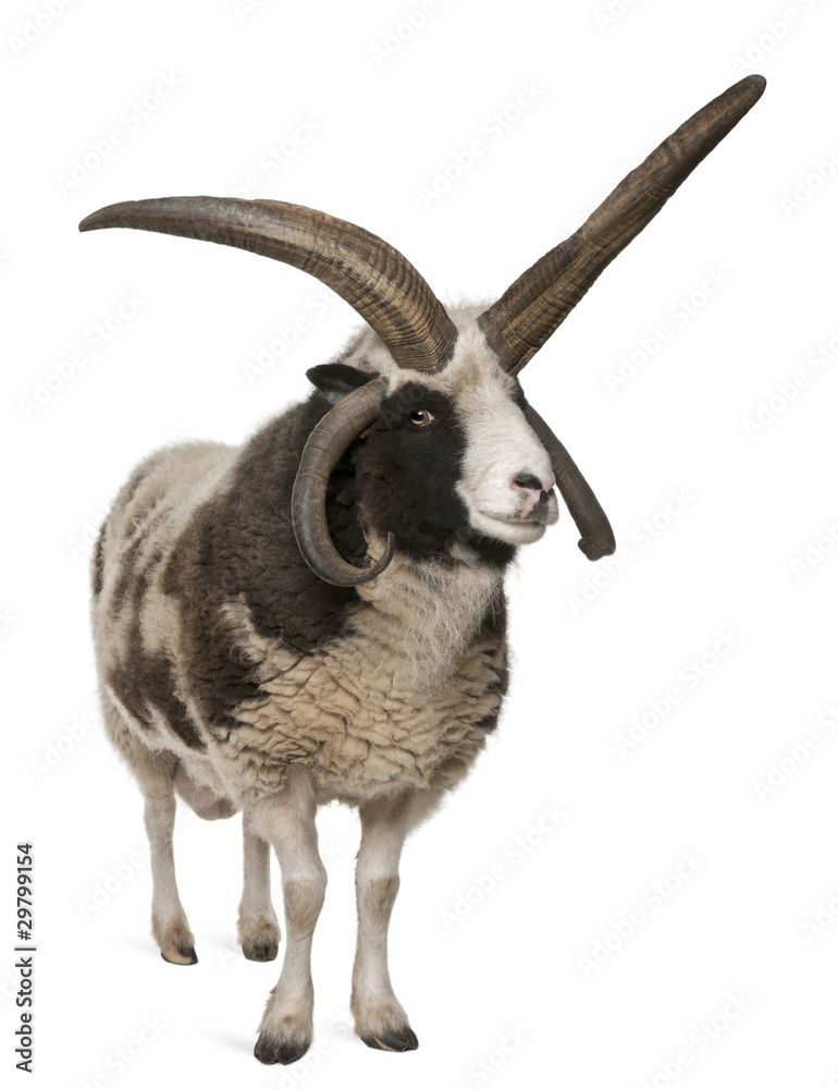 Obraz premium Multi-horned Jacob Ram, Ovis aries, in front of white background