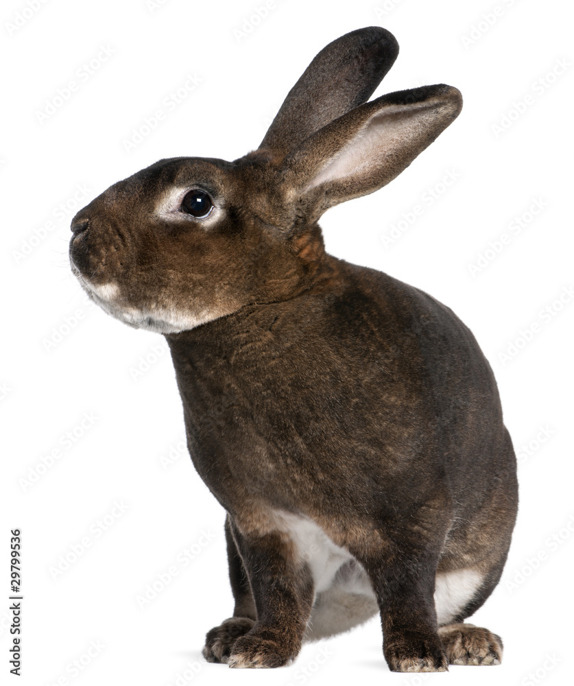 Naklejka premium Castor Rex rabbit in front of white background