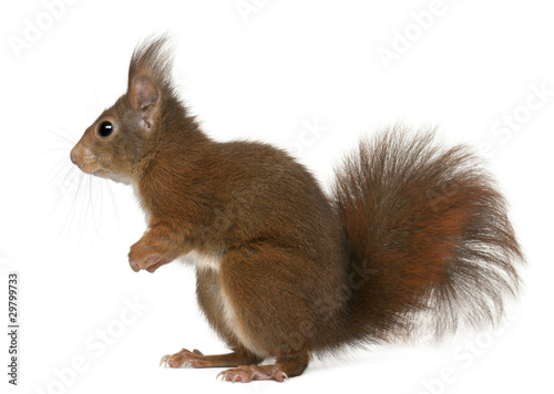 Eurasian red squirrel, Sciurus vulgaris, 4 years old © Eric Isselée