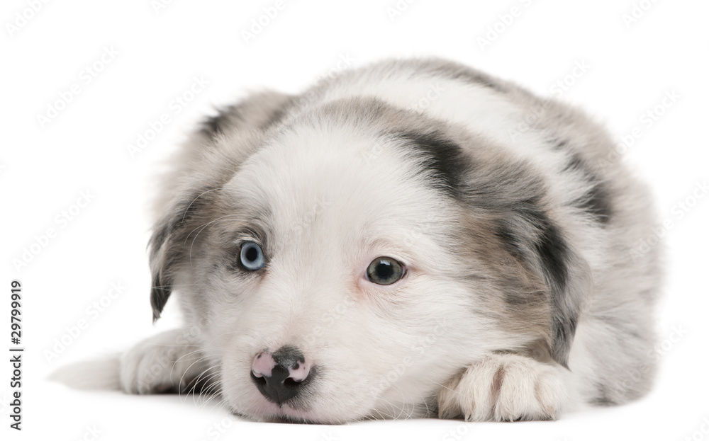 Blue Merle Border Collie puppy, 6 weeks old, lying Stock Photo | Adobe Stock