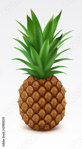 Illustration of fresh pineapple