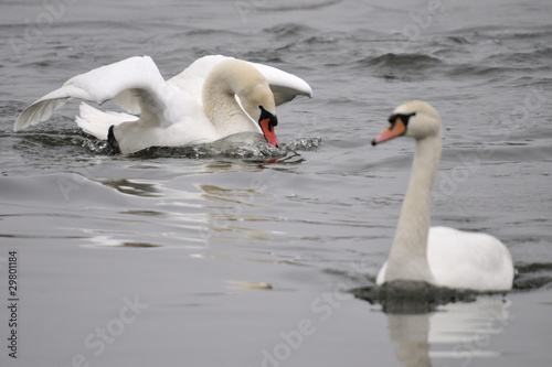 Aggressive swan