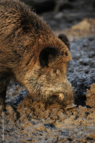 Wildschwein in Aktion photo