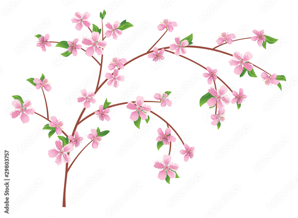 vector branch of peach with blooming flowers
