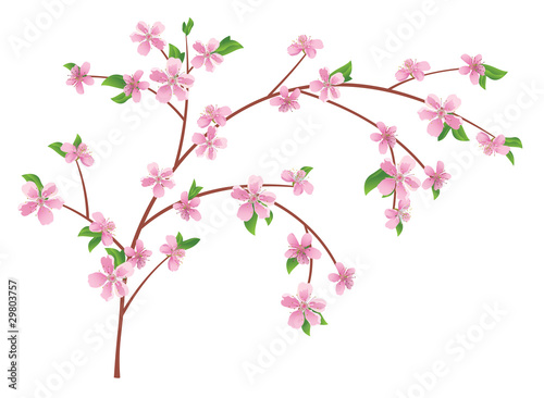 vector branch of peach with blooming flowers