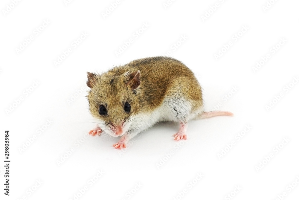 Chinese hamster Chinese hamster