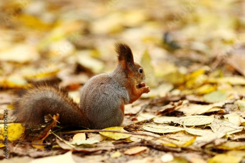 squirrel in autumn forest © yellowj