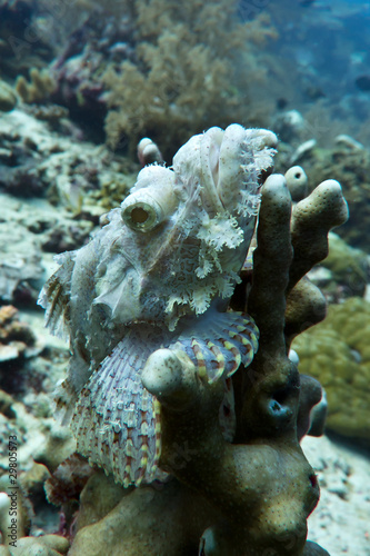 White Scorpionfish photo