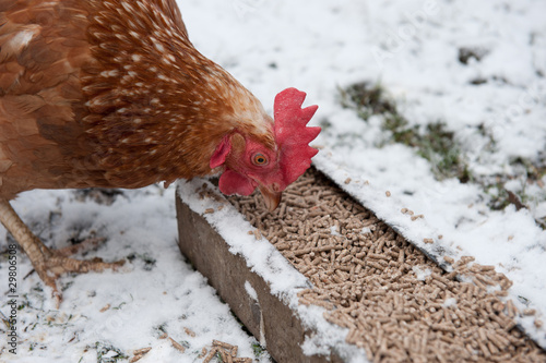 Chicken eating pellet food