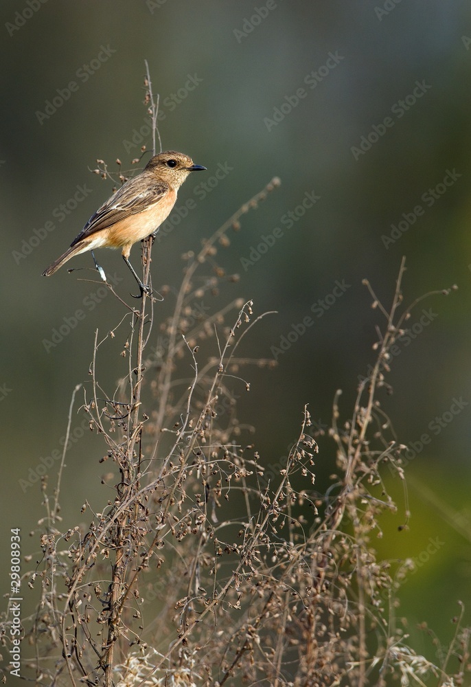 Common Stonechat Common Stonechat