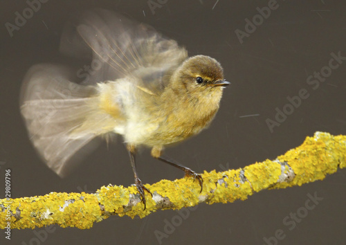 Mosquitero Común photo