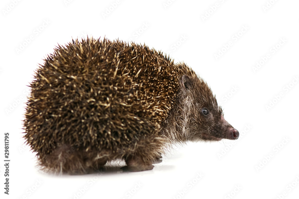 Obraz premium hedgehog