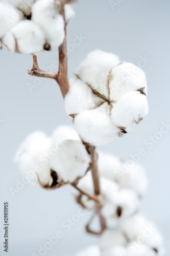 cotton