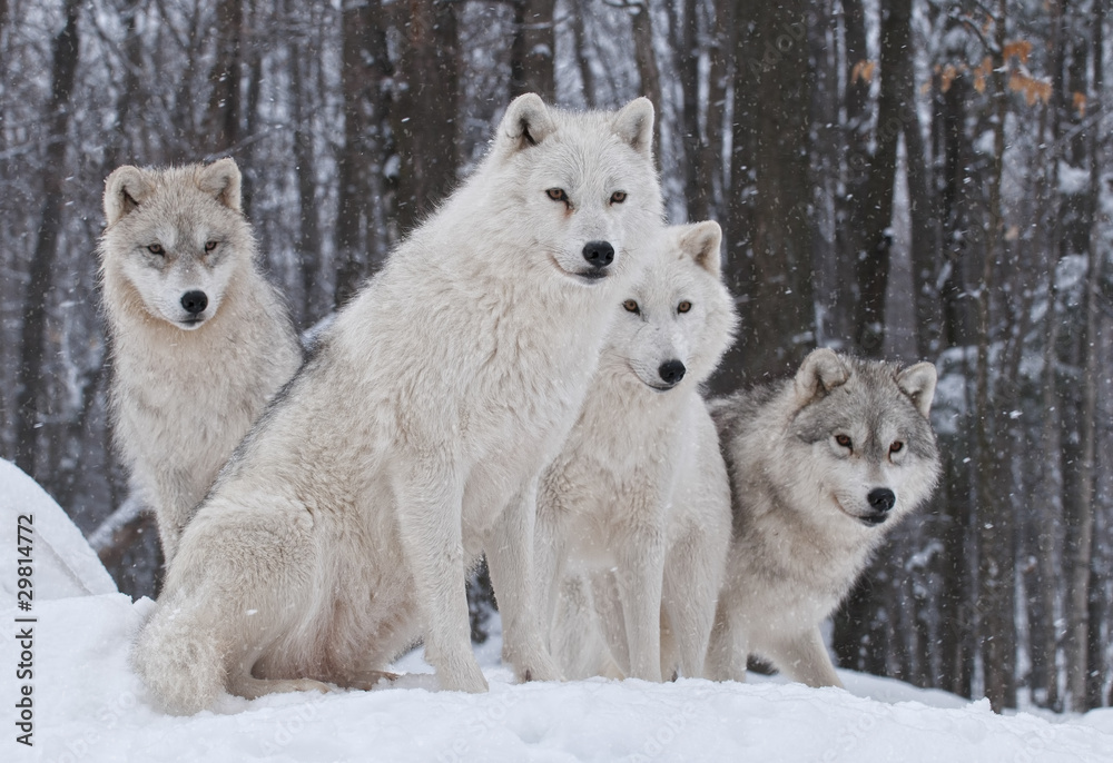 Fototapeta Pakiet arktycznych wilków