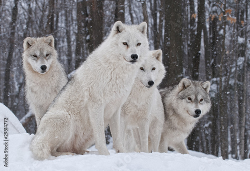 Fototapeta Pakiet arktycznych wilków