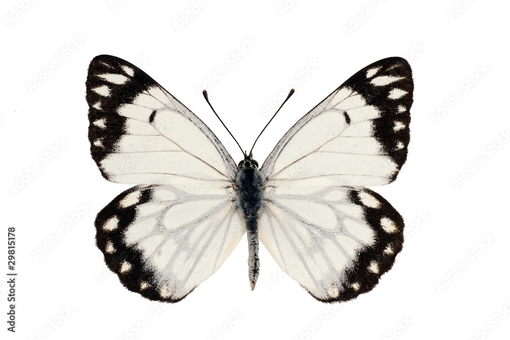 Naklejka premium Butterfly, Caper White, Caper Gull, Pale form, Belenois java, ma