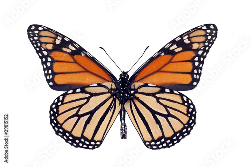 Butterfly underside, Monarch, Milkweed, Wanderer, Danaus plexipp
