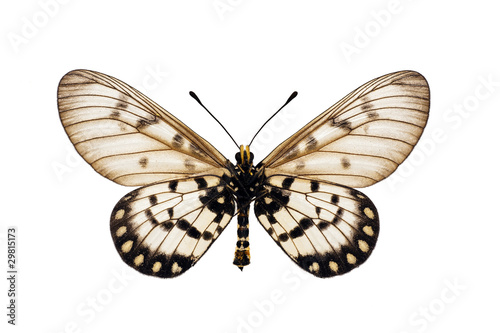 Butterfly underside, Glasswing, Little Greasy, Small Greasy, Acr