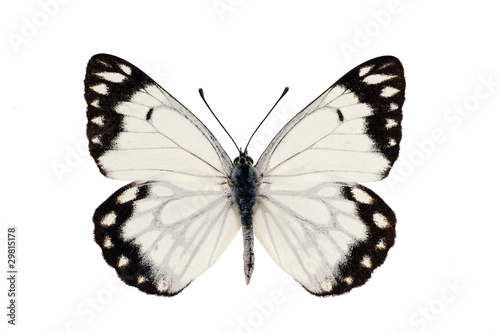 Butterfly, Caper White, Caper Gull, Pale form, Belenois java, ma