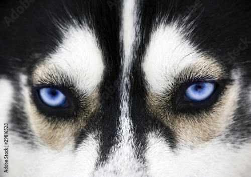 Fotografie Close up on blue eyes of a dog