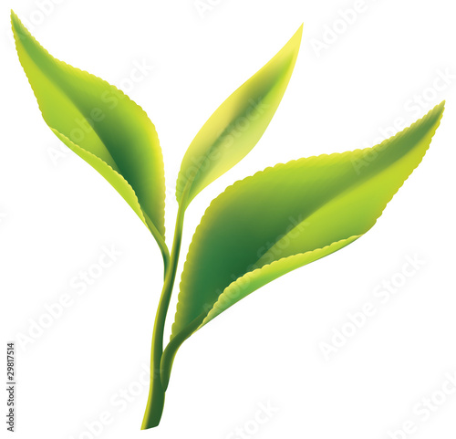 Fresh green tea leaf on white background