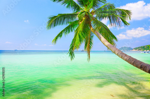 sea with coconut palm
