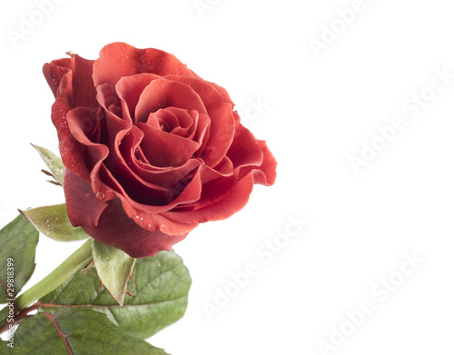 beautiful red rose