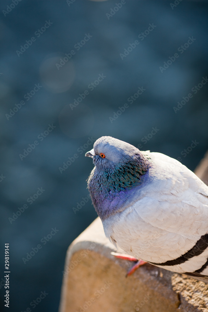 Fototapeta premium Pigeon (Columba palumbus)