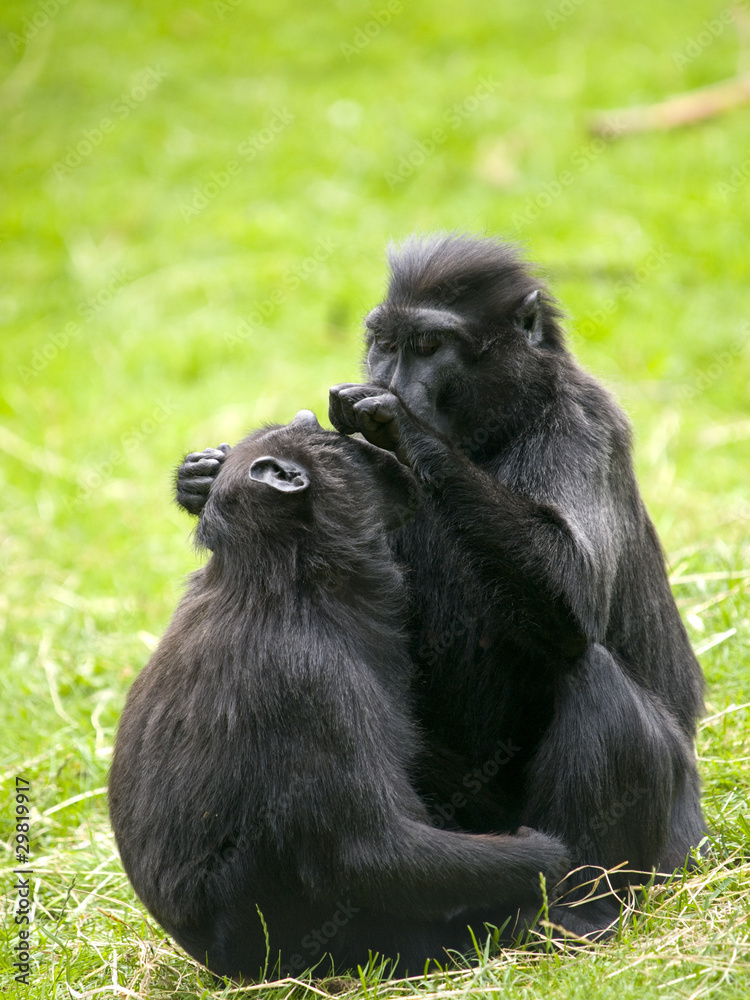 Fototapeta premium Crested Black Macaque