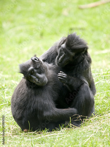 Crested Black Macaque