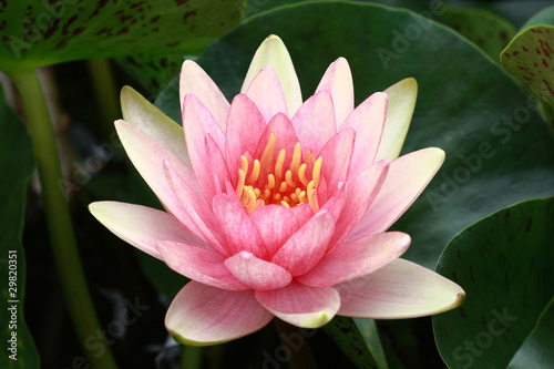 water lily  lotus