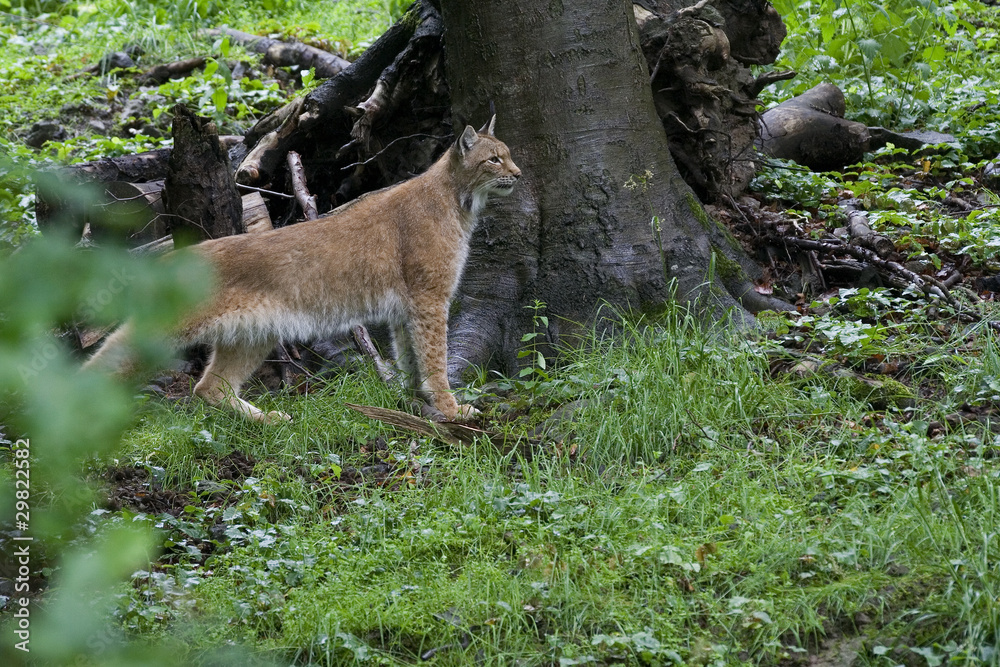 Luchs Luchs