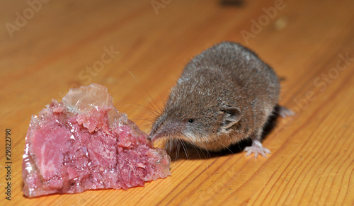 Spitzmaus nascht photo