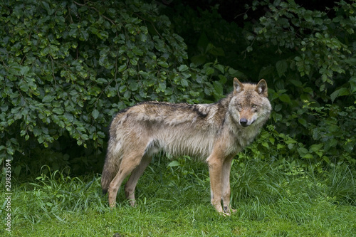 Wolfsrüde ( Canis Lupus )