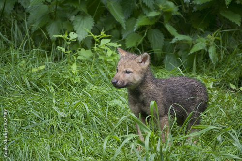 Wolfswelpen   Canis lupus  