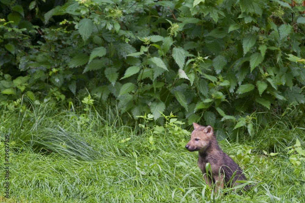 Wolfswelpe ( Canis lupus )