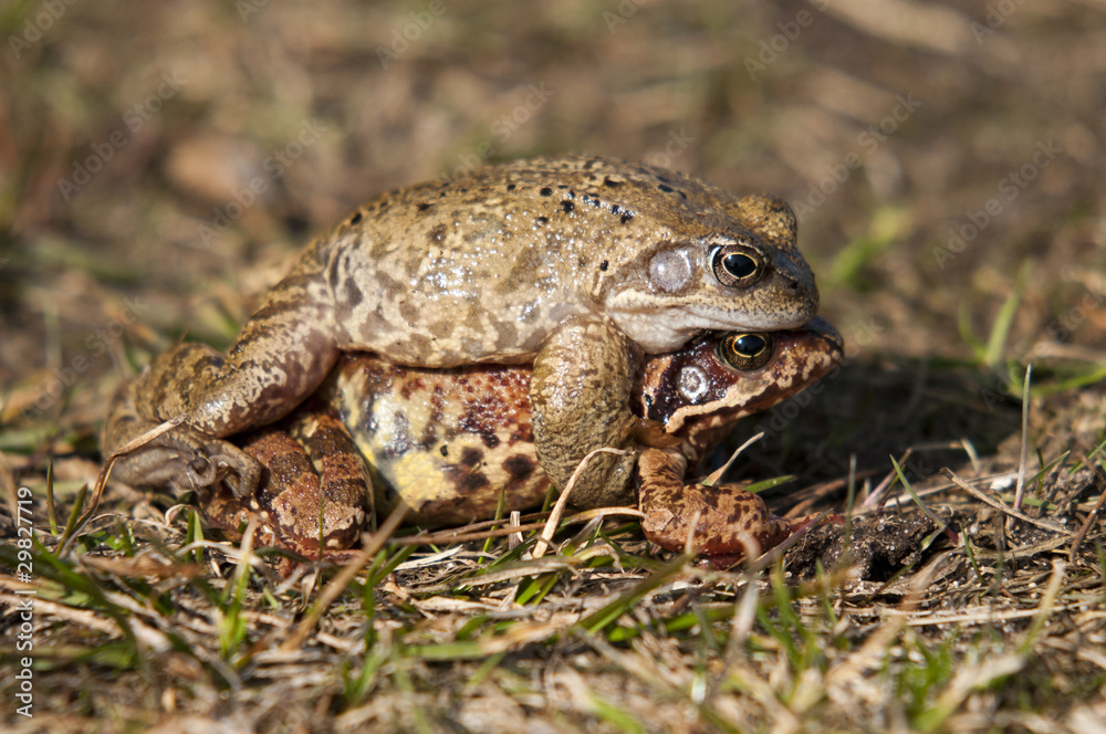 Obraz premium frogs