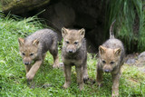 Wolfswelpen ( Canis lupus )
