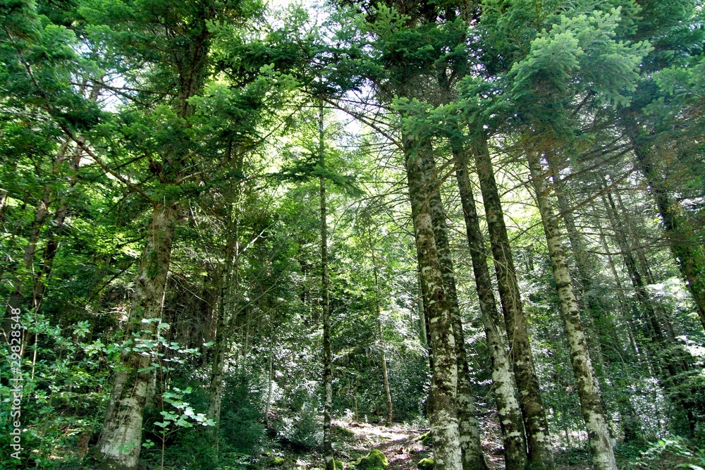 Fototapeta premium Pyrenees trees forest mountain summer scenics