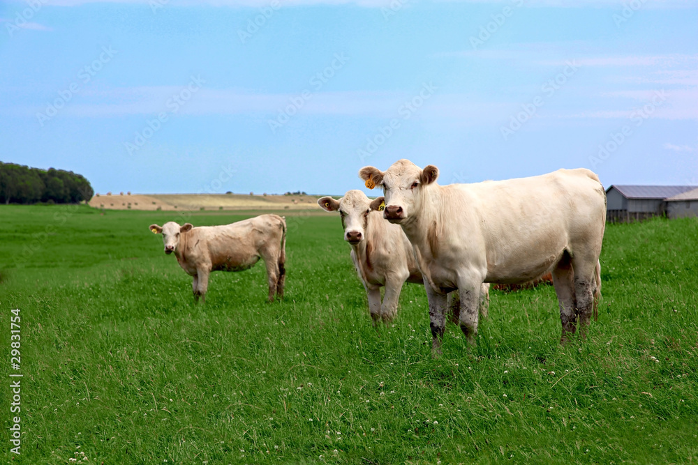 Three inquisitive cows looking at the camera Three inquisitive cows looking at the camera