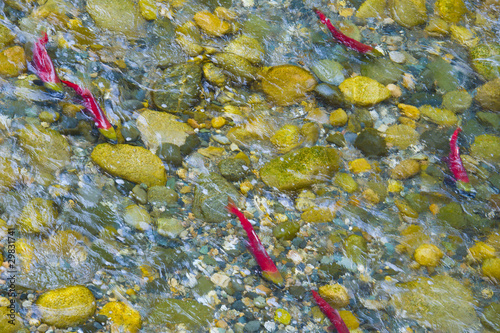 Bild auf Leinwand Sockeye Salmon spawning in a Canadian River