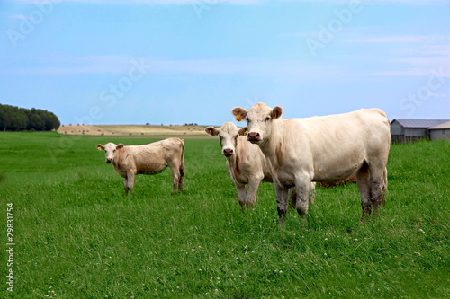 Three inquisitive cows looking at the camera