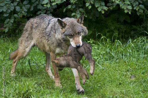Wölfin und Welpe ( Canis lupus )