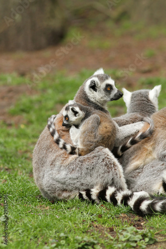 Ring-tailed lemur with baby © Henk Bentlage