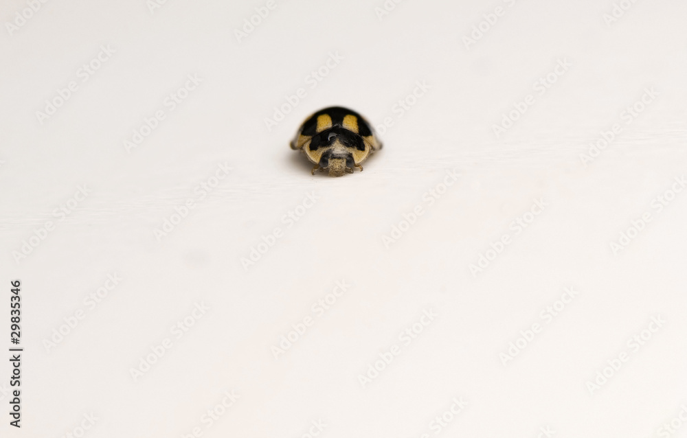 Propylea quatuordecimpunctata Propylea quatuordecimpunctata